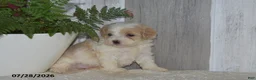 Maltipoo dogs for sale: Patsy - Ad 4