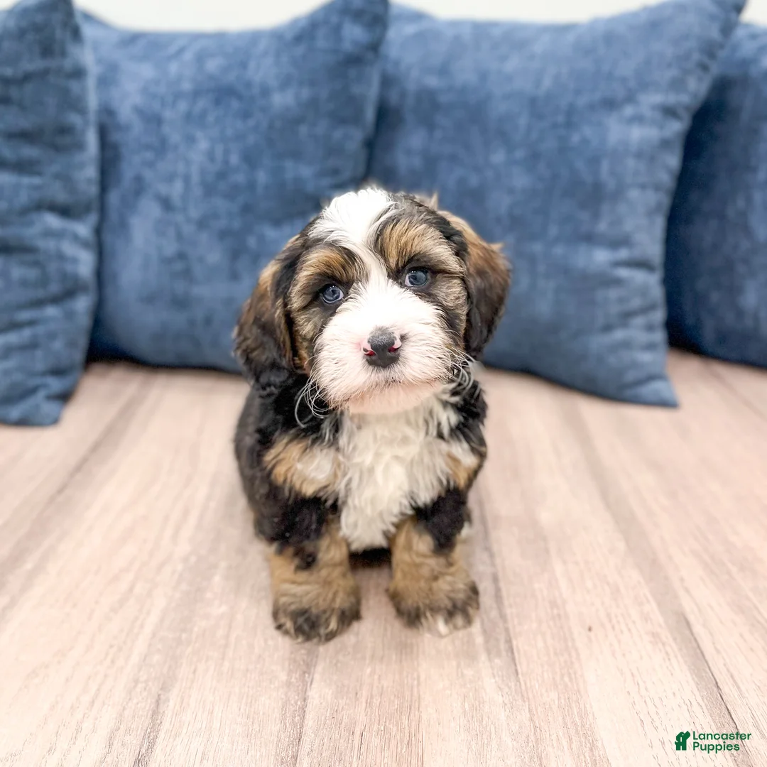 Mini Bernedoodle dogs for sale: Ace - Ad 1