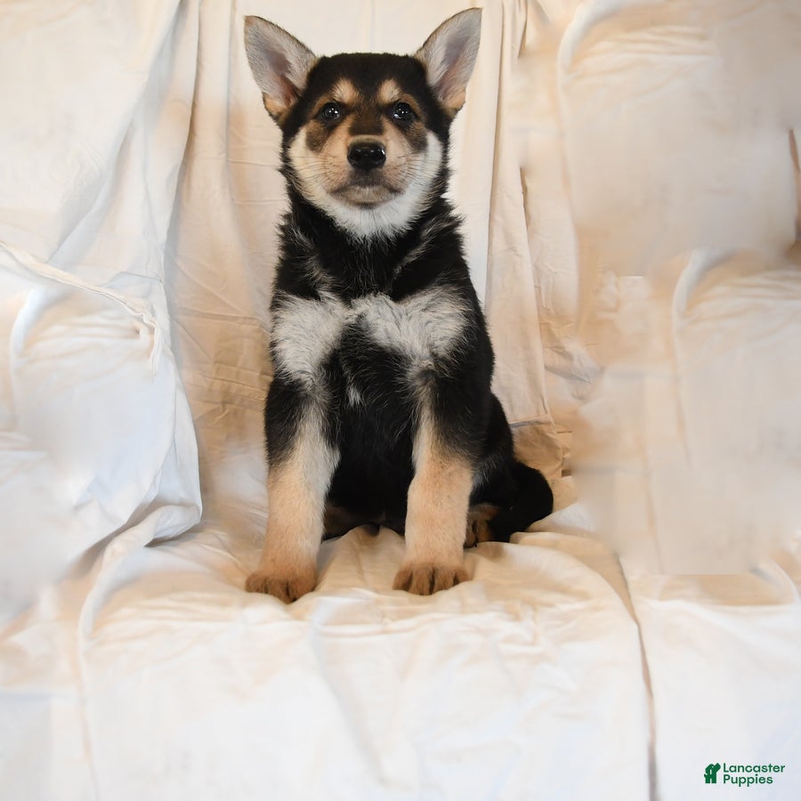 German Shepherd dogs Zeus - Ad 38