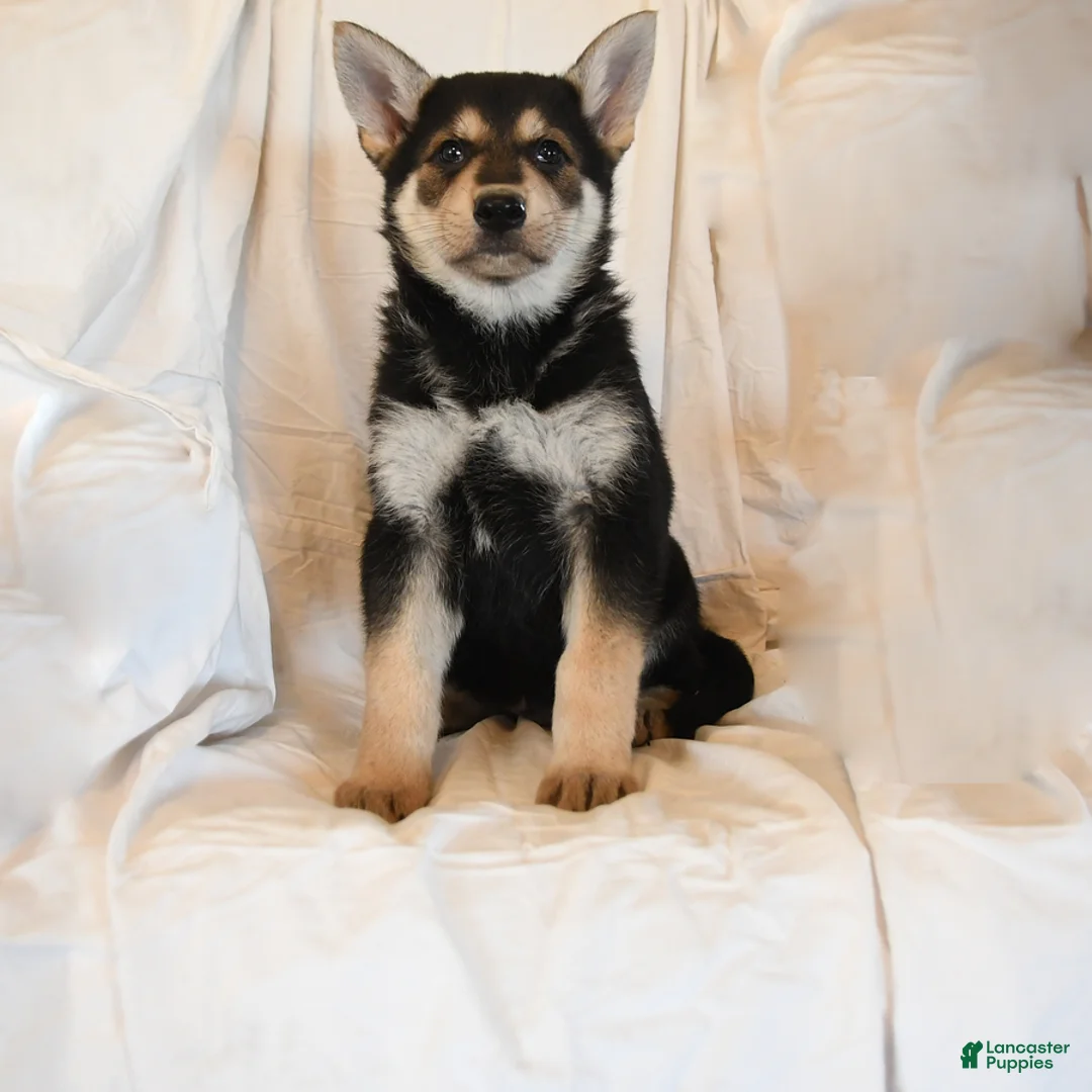 German Shepherd dogs for sale: Zeus - Ad 1