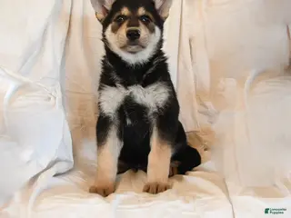 German Shepherd dogs Zeus - Ad 38