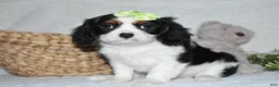 Cavalier King Charles Spaniel dogs for sale: Princess - Ad 7