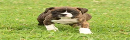 Boxer dogs for sale: Carl - Ad 9