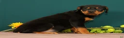 Rottweiler dogs for sale: Trixie - Ad 5
