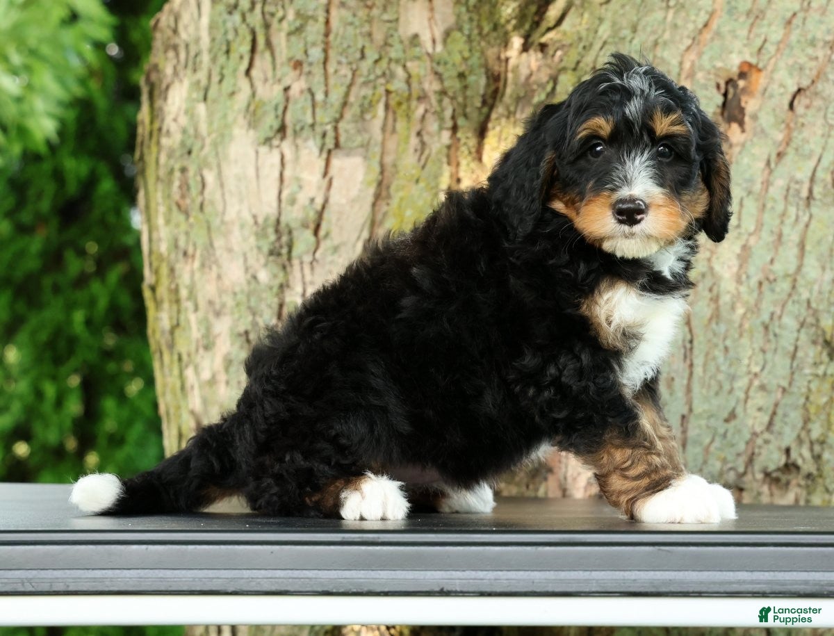 Mini Bernedoodle dogs Rocket - Ad 1