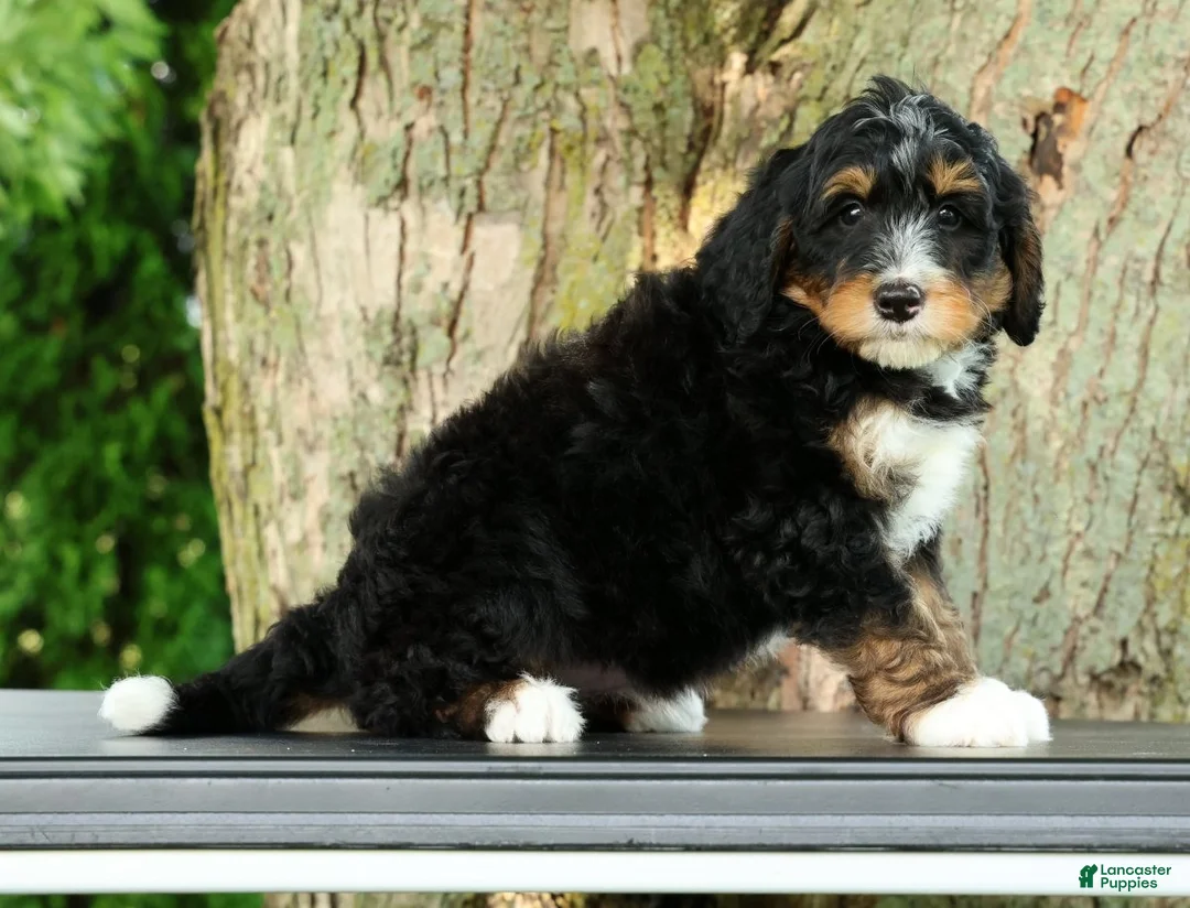 Mini Bernedoodle dogs for sale: Rocket - Ad 1