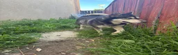 Pitsky dogs for sale: Pitsky 1 - Ad 10