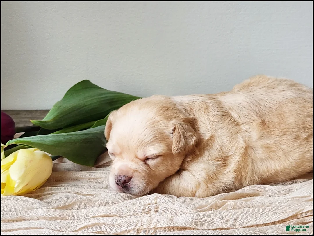 Chihuahua dogs for sale: Tyrell - Ad 2