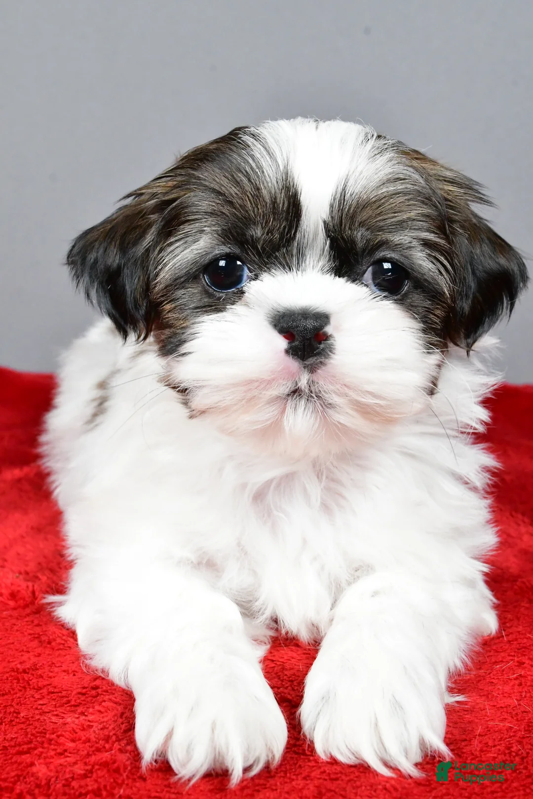 Shih Tzu dogs for sale: Ruger - Ad 5