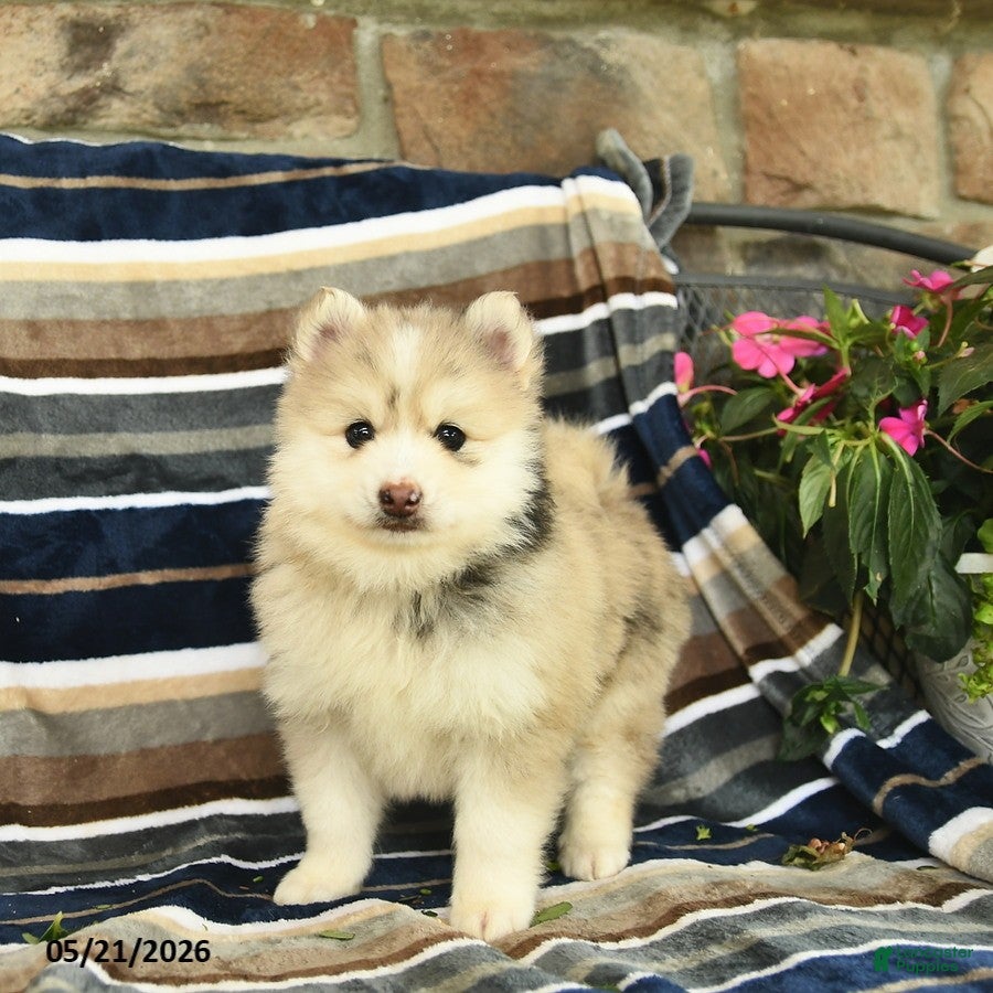 Pomsky dogs Flynn  - Ad 2