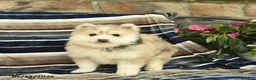 Pomsky dogs for sale: Flynn  - Ad 2
