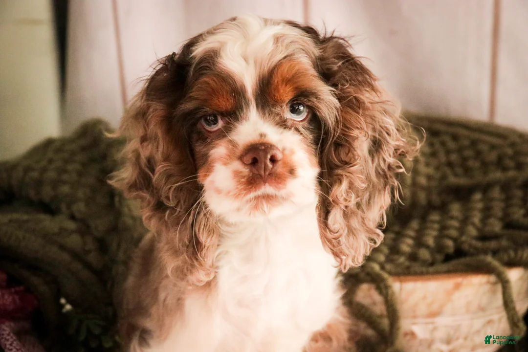 Cocker Spaniel dogs for sale: Graham - Ad 1