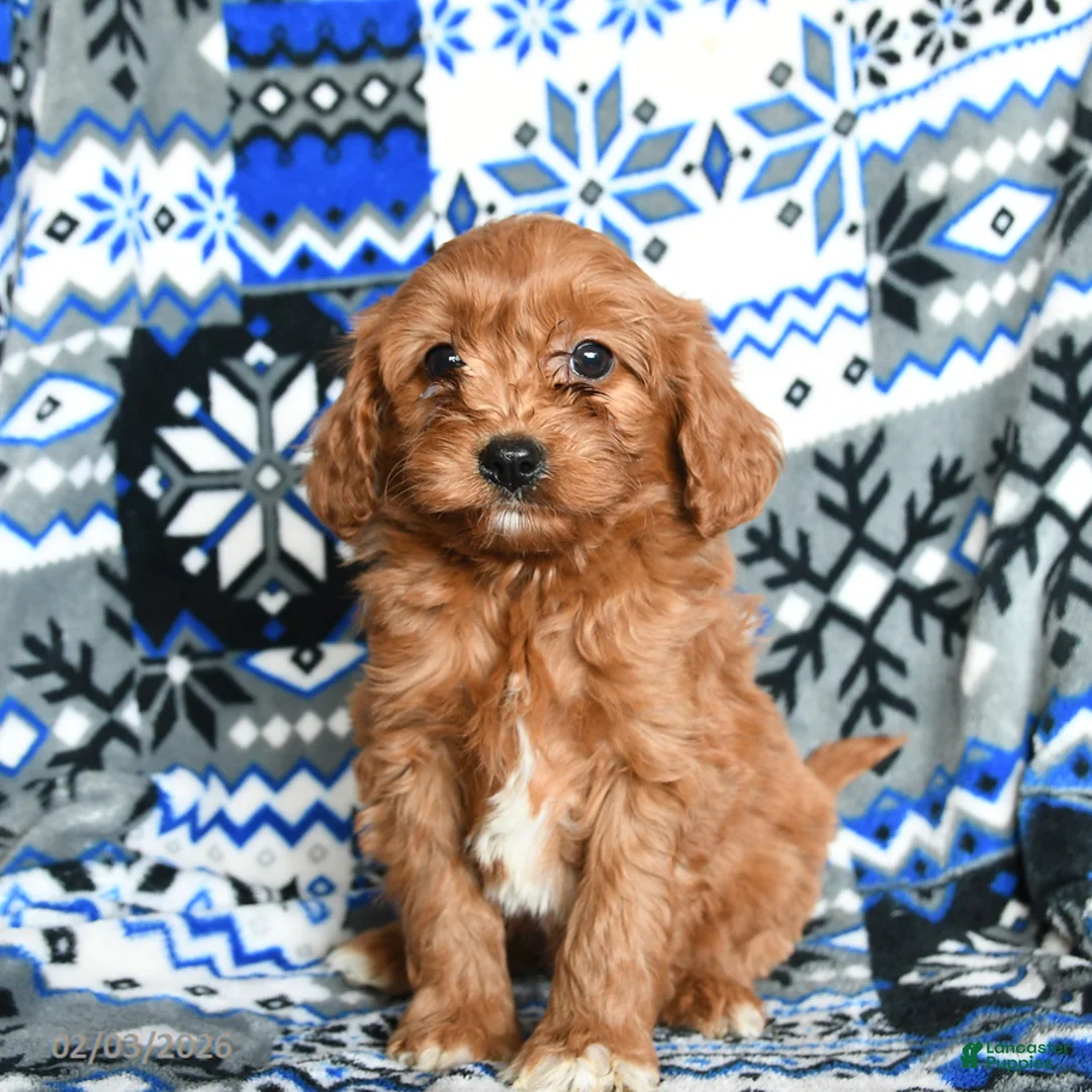 Cavapoo dogs for sale: Teddy - Ad 2