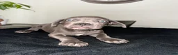 Mixed Breed dogs for sale: Grey 2 - Ad 5