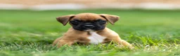 Boxer dogs for sale: Ninja Boxer  - Ad 1