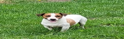 Jack Russell Terrier dogs for sale: Moses STUD for sale - Ad 2