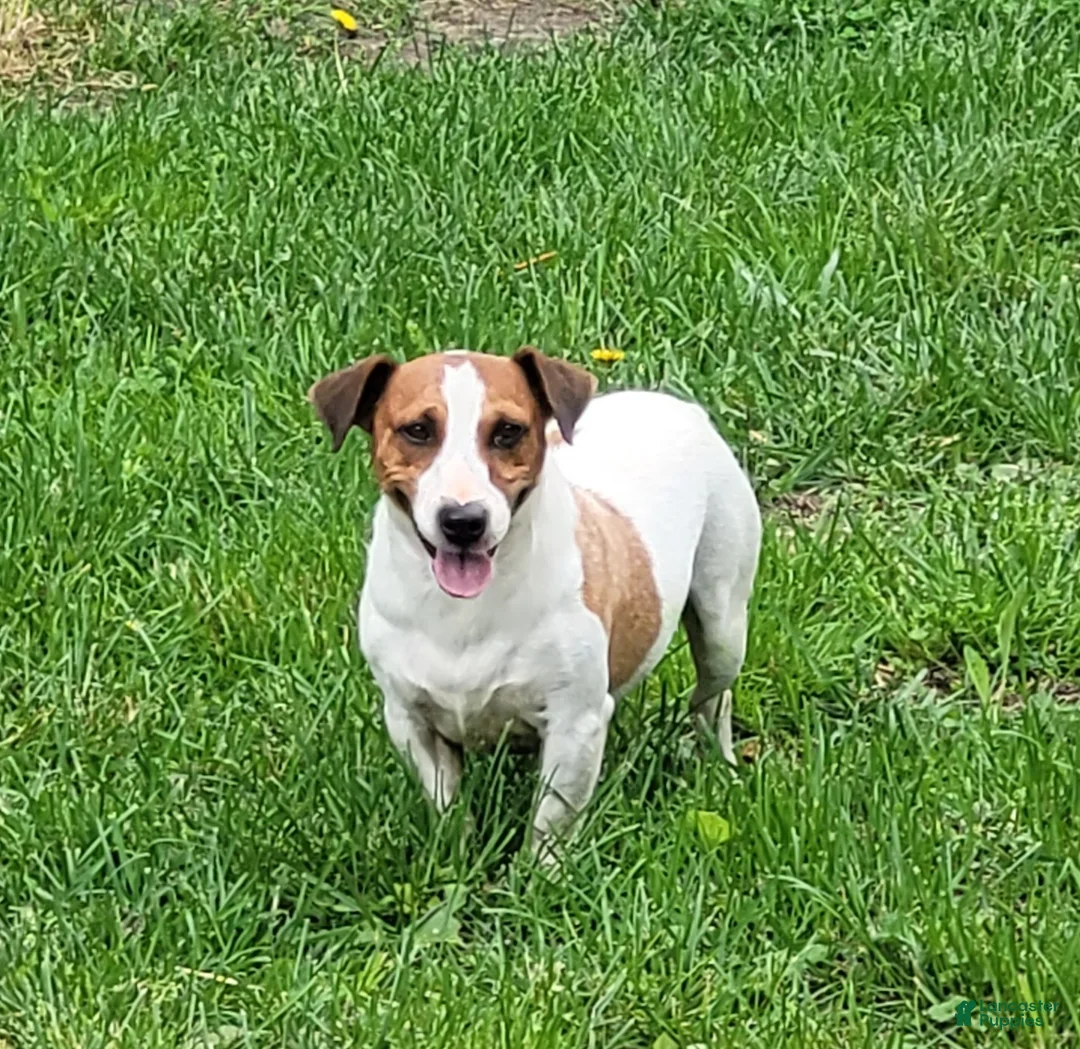 Jack Russell Terrier dogs for sale: Moses STUD for sale - Ad 2