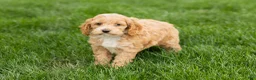 Cockapoo dogs for sale: Barbara  - Ad 3