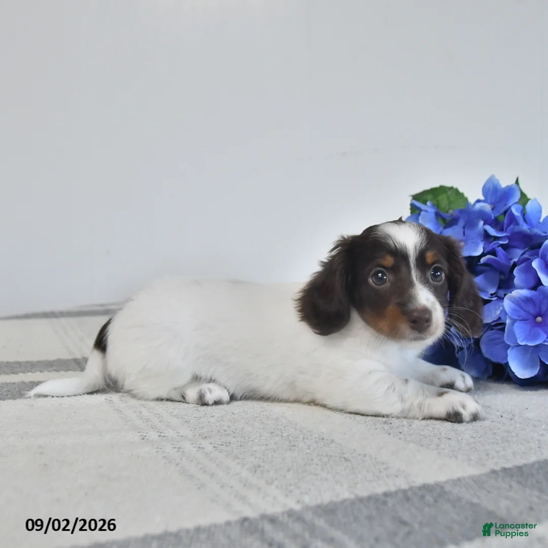 Miniature Dachshund dogs for sale: Bess  - Ad 3