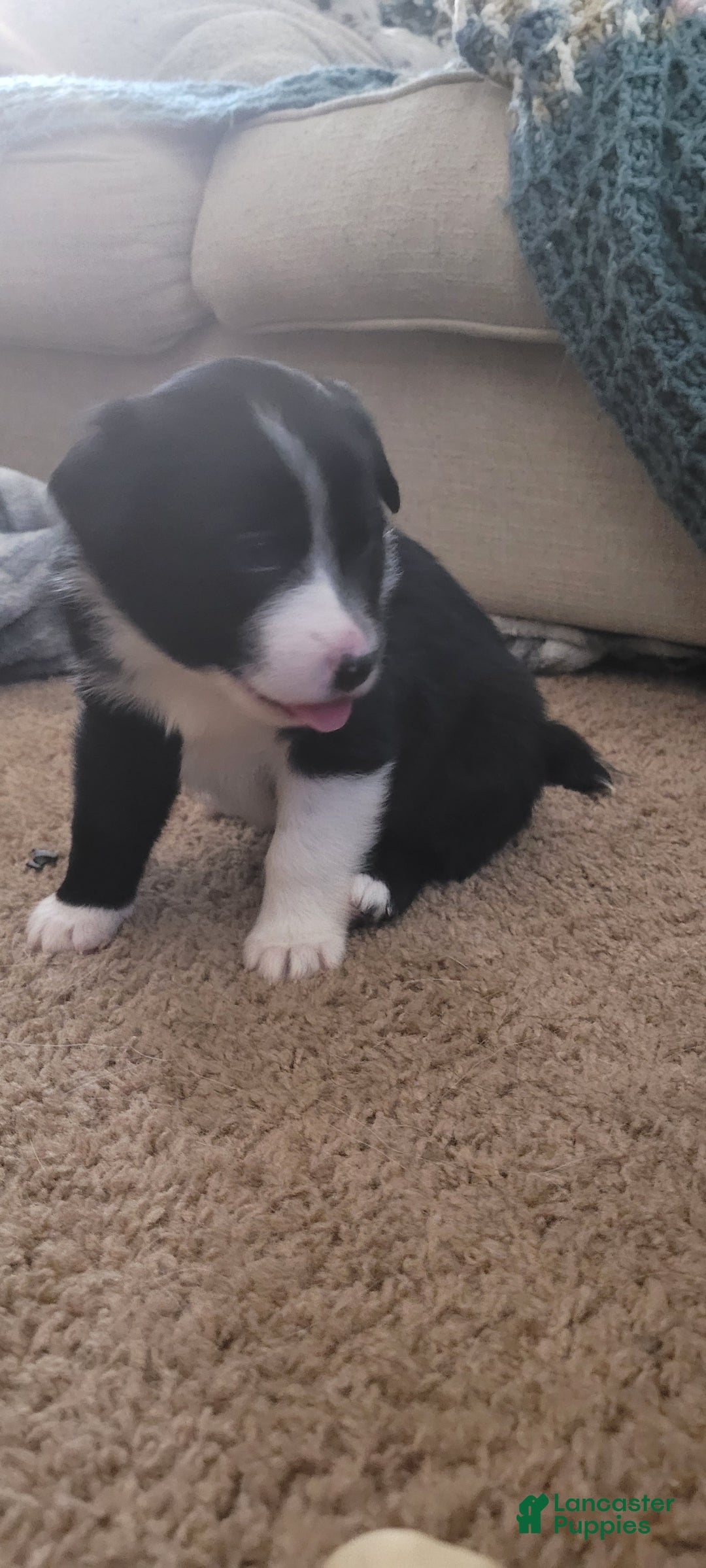 Mixed Breed dogs for sale: Fred - Ad 2