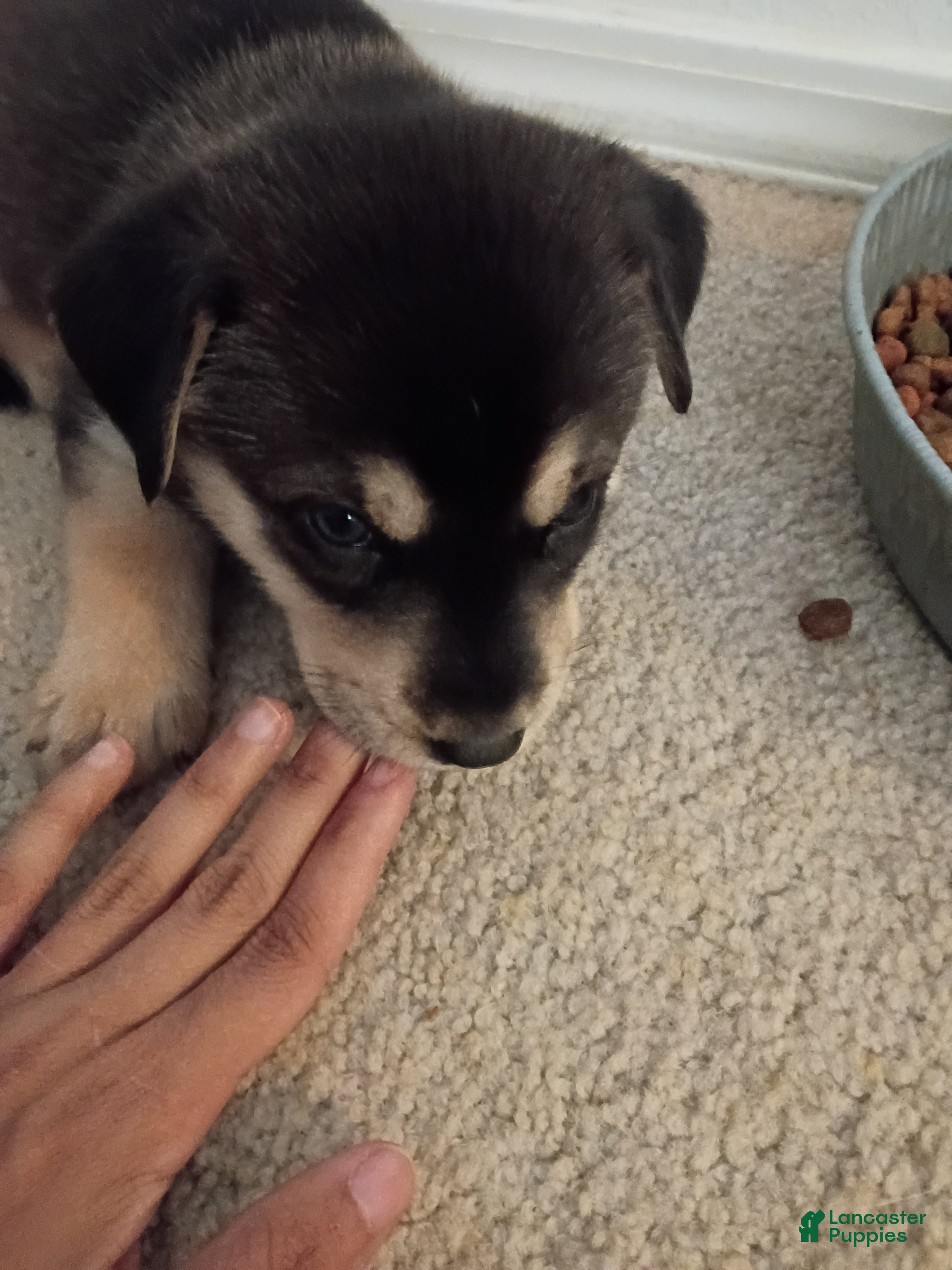 Mixed Breed dogs Robin - Ad 40
