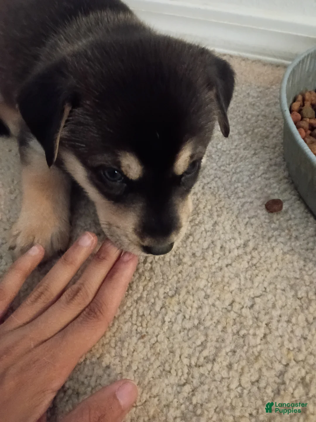 Mixed Breed dogs for sale: Robin - Ad 1