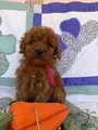 Mini Goldendoodle Puppy 7