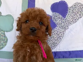 Mini Goldendoodle dogs Mini Goldendoodle Puppy 7 - Ad 11