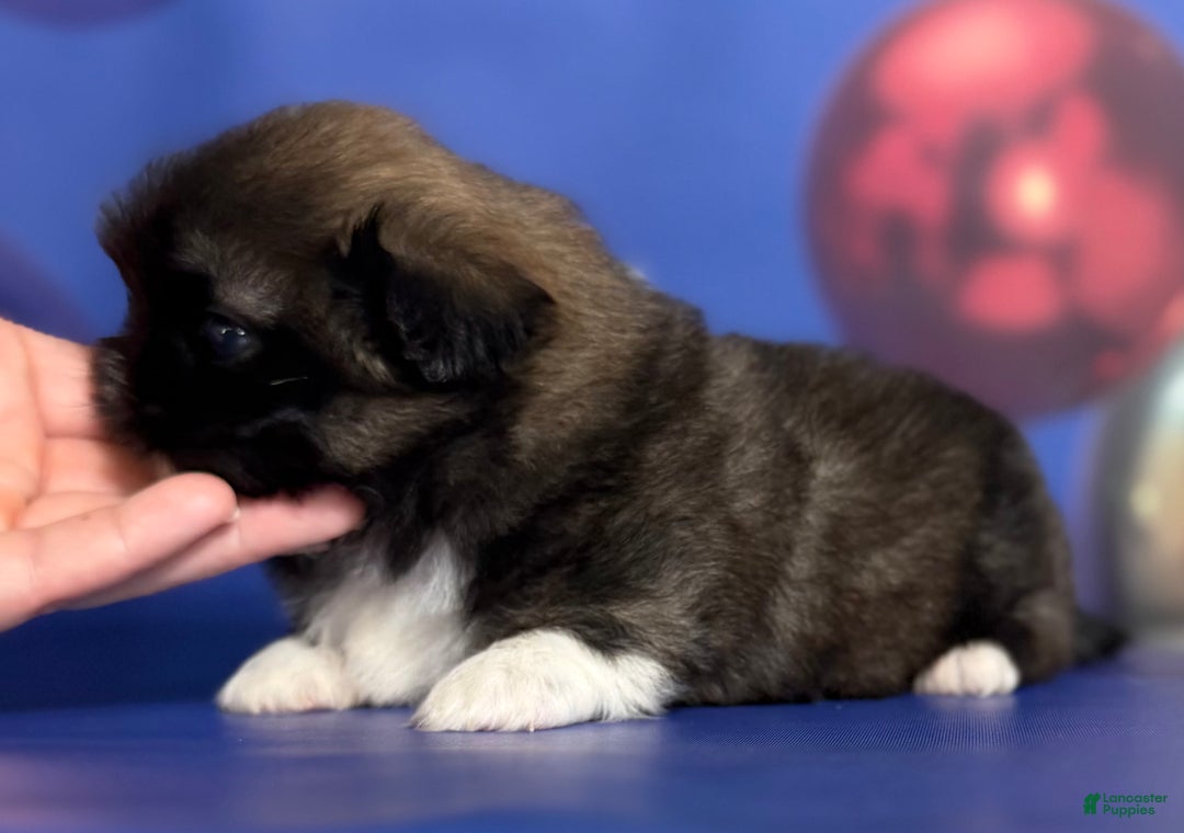 Pekingese dogs for sale: AKC DNA OFA Pudding - Ad 6
