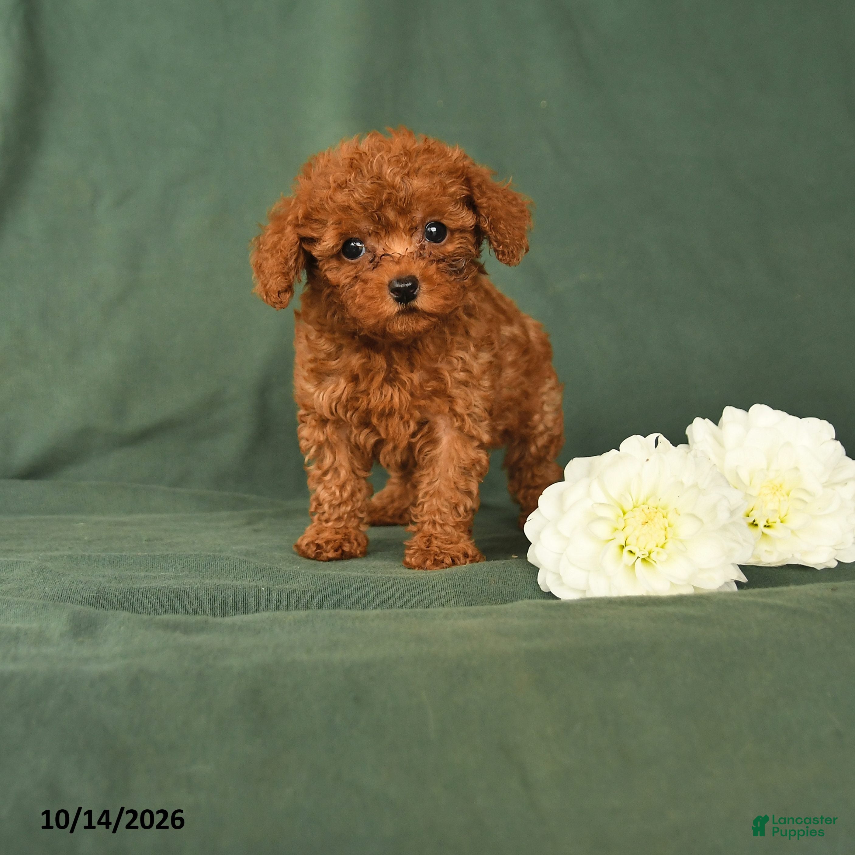 Toy Poodle dogs Henry - Ad 1