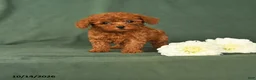 Toy Poodle dogs for sale: Henry - Ad 1