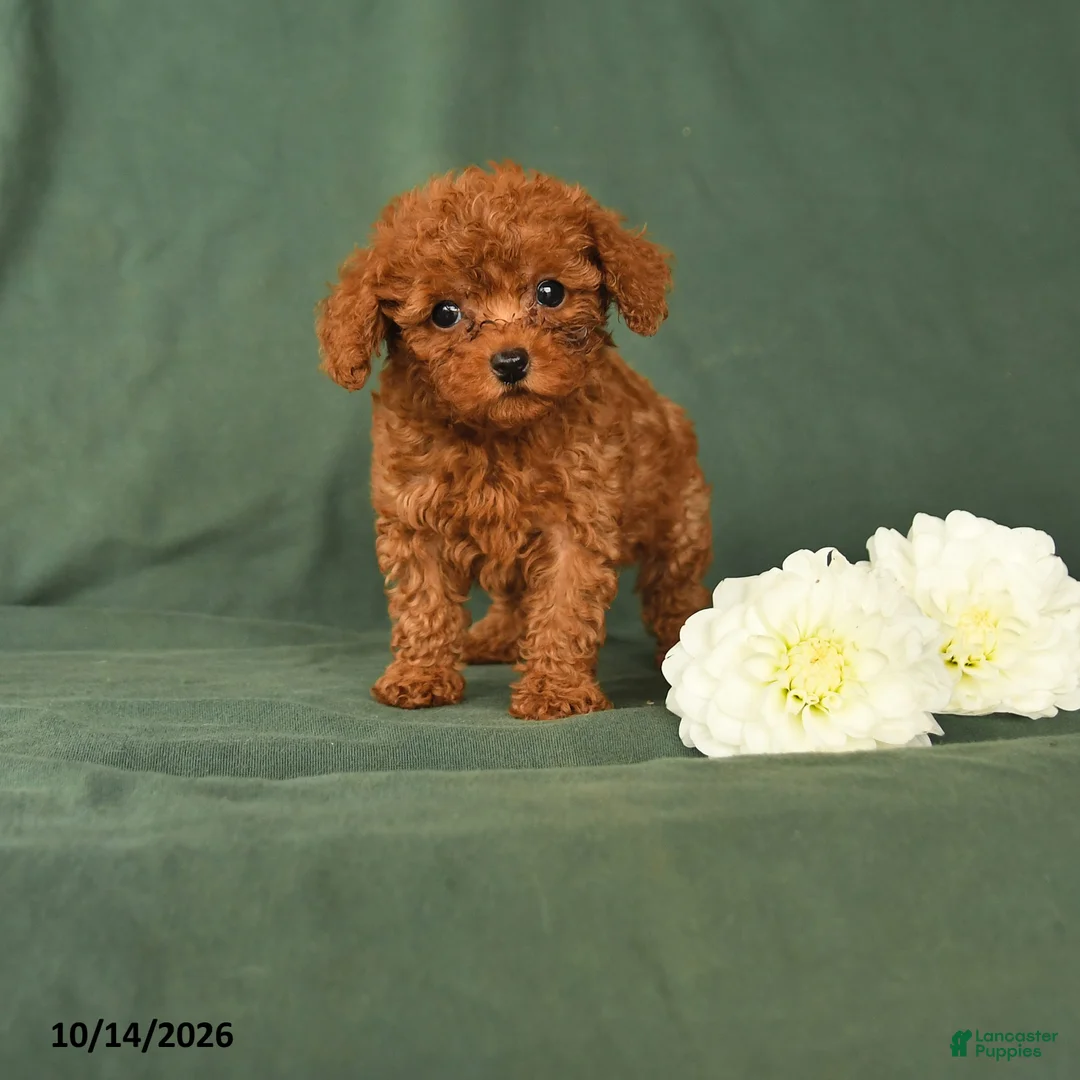 Toy Poodle dogs for sale: Henry - Ad 1