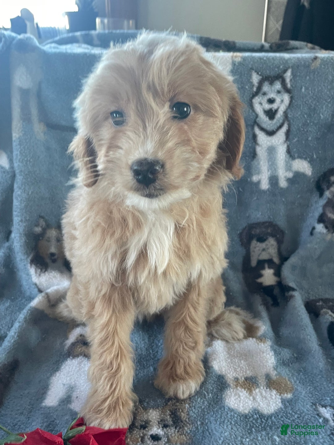 Mini Goldendoodle dogs for sale: Rosie - Ad 4