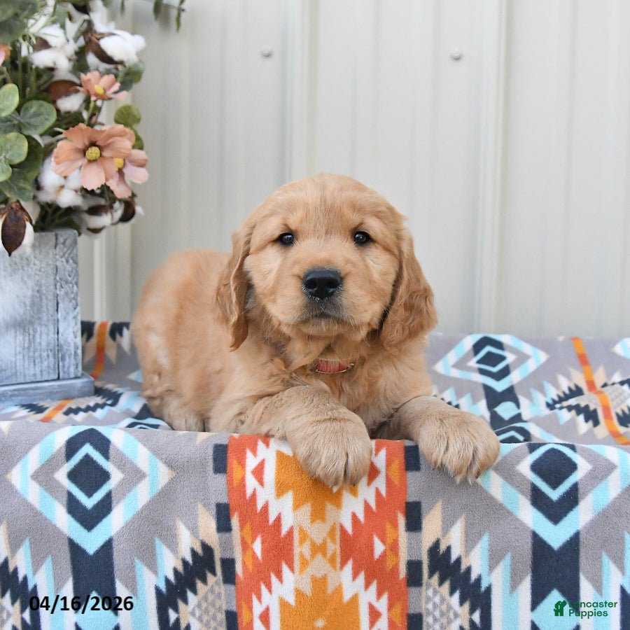 Golden Retriever dogs General  - Ad 2