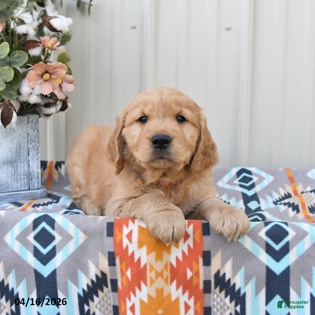 Golden Retriever dogs for sale: General  - Ad 2