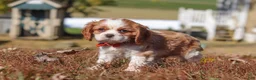 Cavalier King Charles Spaniel dogs for sale: Bingo - Ad 12