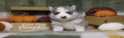 Siberian Husky dogs for sale: Mint - Ad 1
