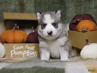 Siberian Husky dogs Mint - Ad 35