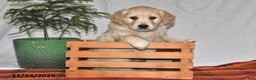 Golden Retriever dogs for sale: Sweetie - Ad 3