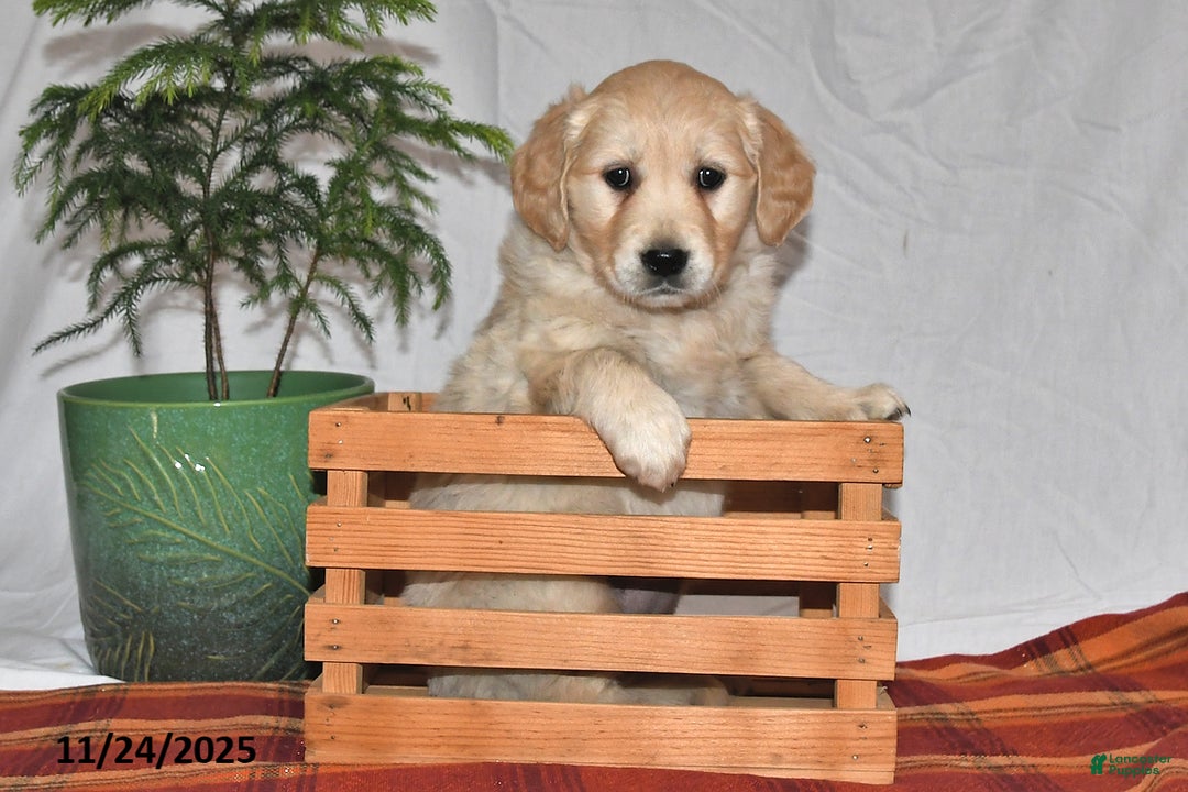 Golden Retriever dogs for sale: Sweetie - Ad 3