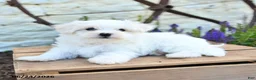 Mixed Breed dogs for sale: Ottis - Ad 4