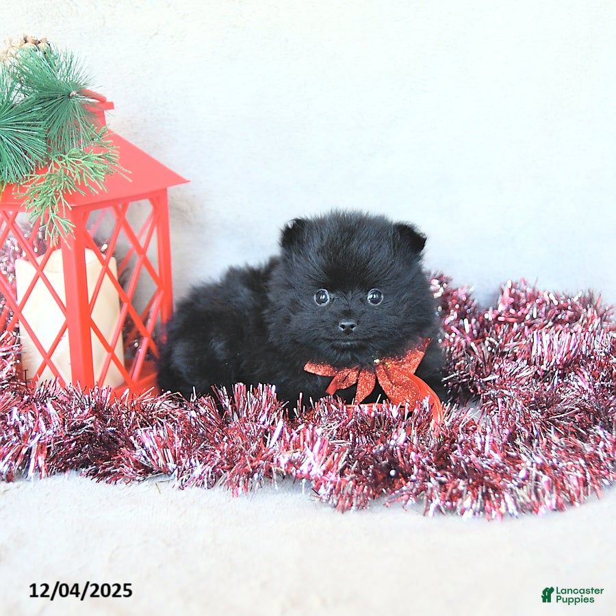 Pomeranian dogs Holly EXTRA SMALL - Ad 38