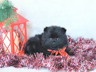 Pomeranian dogs Holly EXTRA SMALL - Ad 37