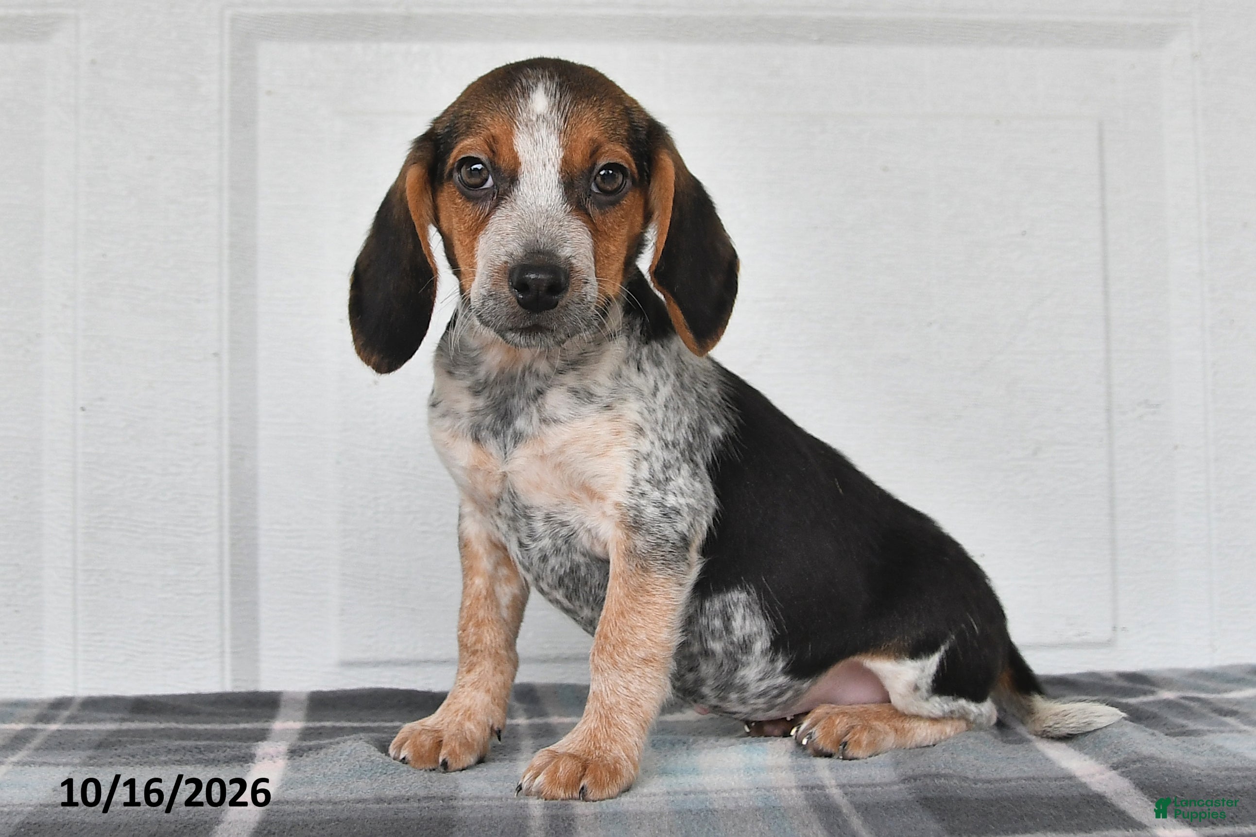 Beagle dogs Parker - Ad 1
