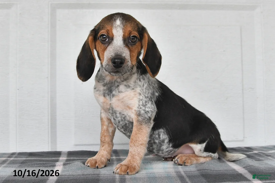 Beagle dogs for sale: Parker - Ad 1