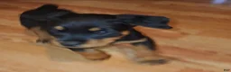 Rottweiler dogs for sale: Lucy - Ad 9