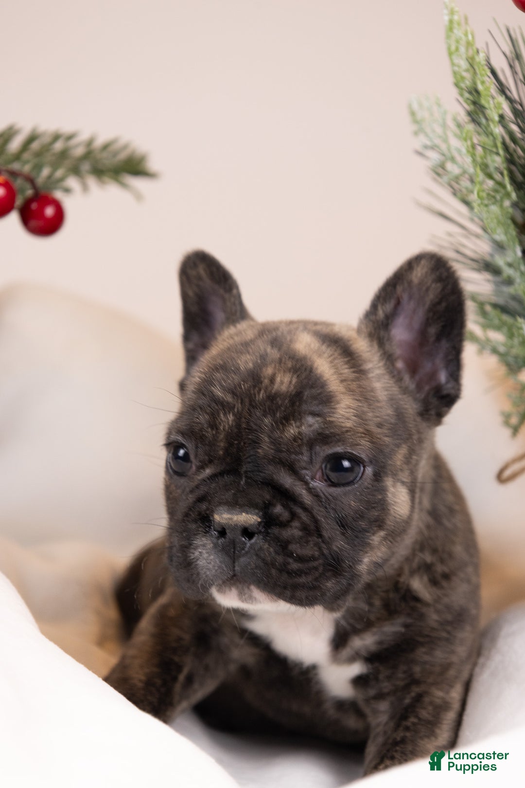 French Bulldog dogs for sale: Bluey - Ad 14