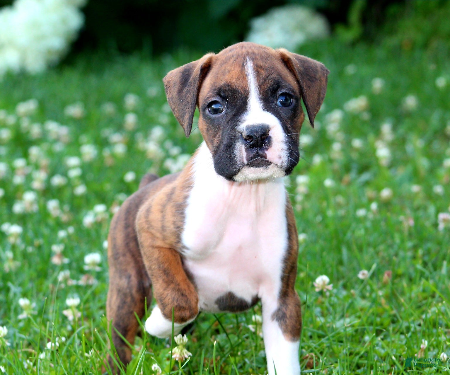 Boxer dogs Cash - Ad 1