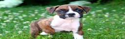 Boxer dogs for sale: Cash - Ad 1
