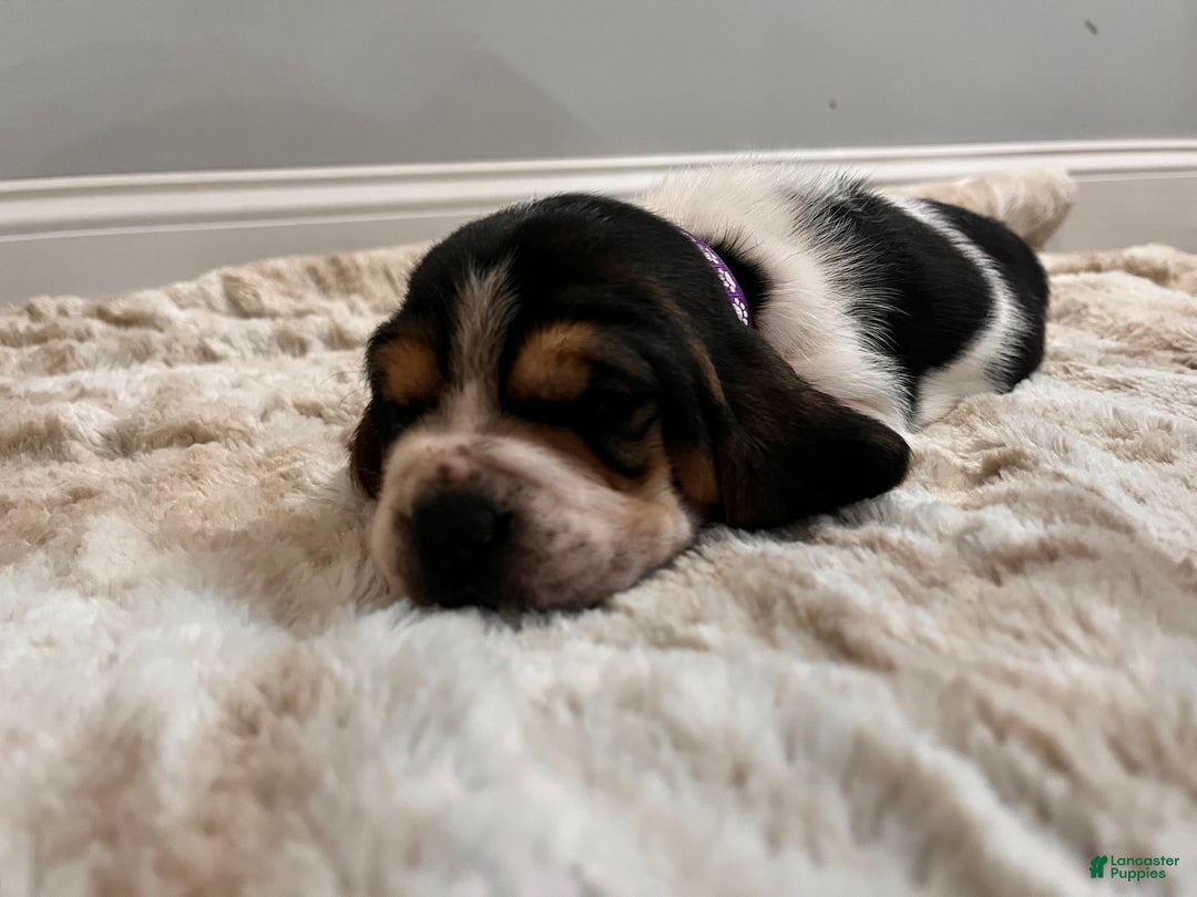 Basset Hound dogs for sale: Lolli - Ad 4